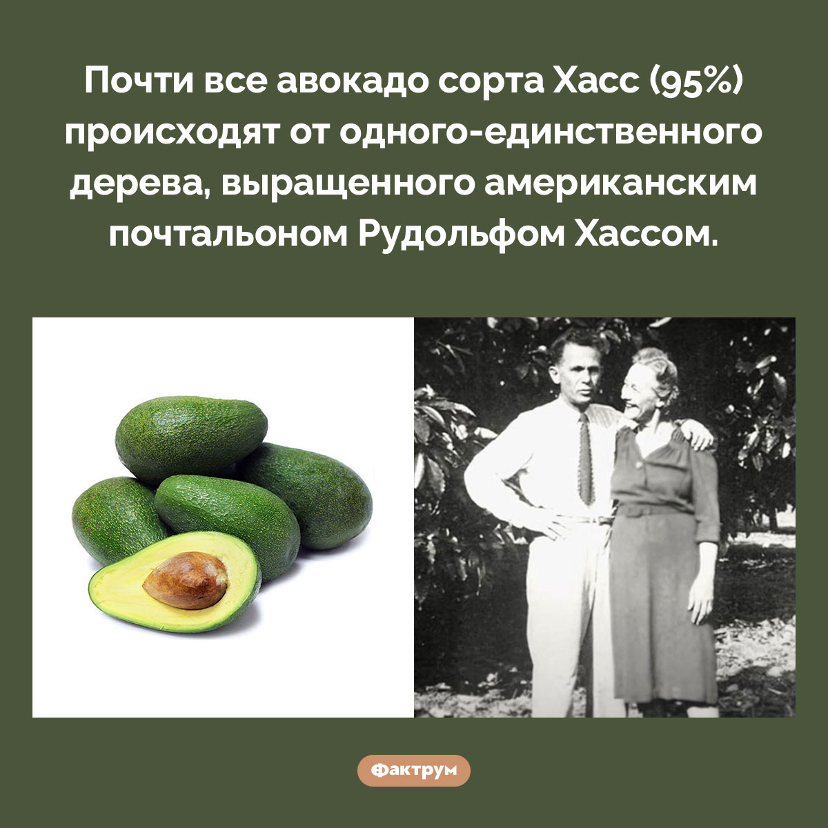 Предок всех авокадо Хасс. Почти все авокадо сорта Хасс (95%) происходят от одного-единственного дерева, выращенного американским почтальоном Рудольфом Хассом.