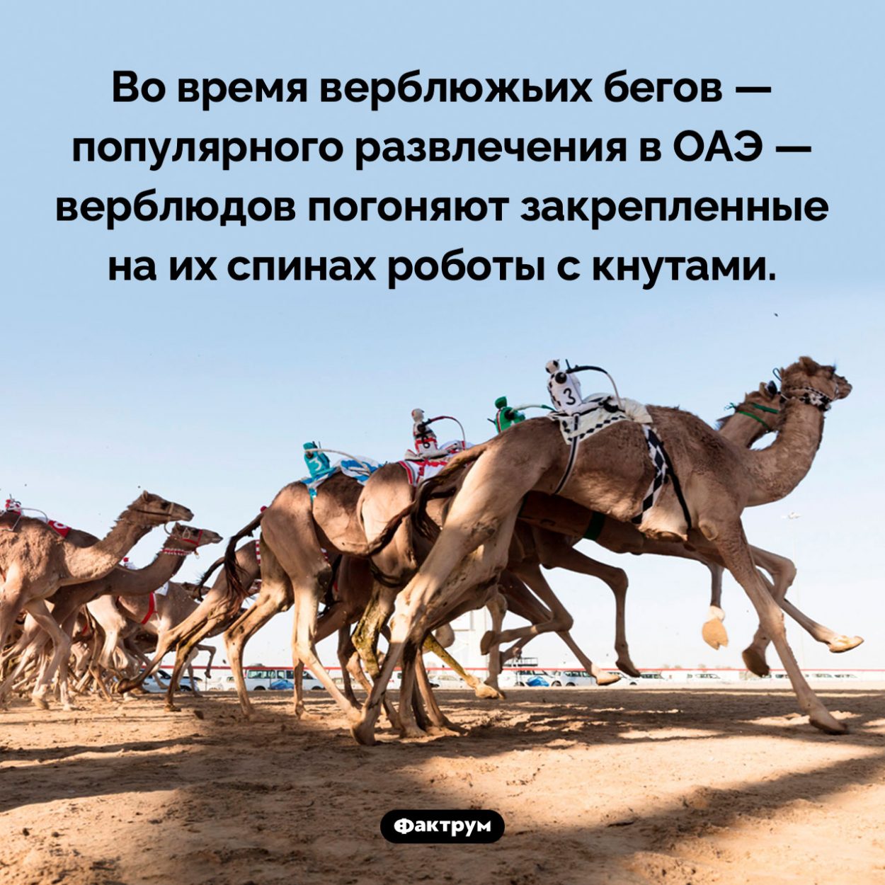 Роботы с кнутами. Во время верблюжьих бегов — популярного развлечения в ОАЭ — верблюдов погоняют закрепленные на их спинах роботы с кнутами.