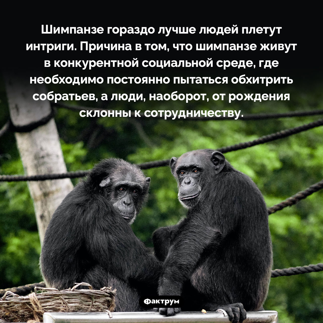 Шимпанзе-интриганы