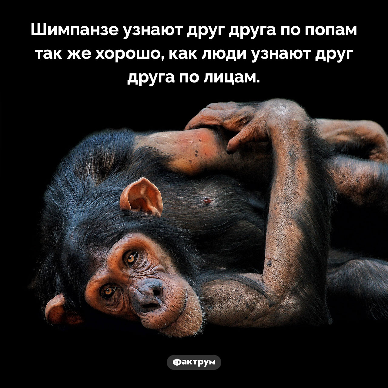 Шимпанзе узнают задницы друг друга