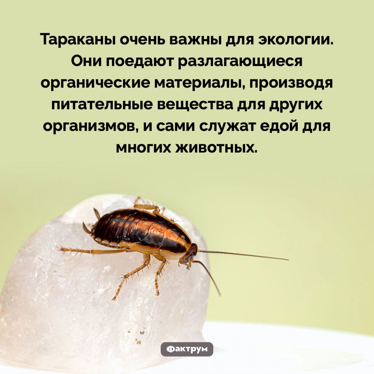 В чем польза тараканов. Тараканы очень важны для экологии. Они поедают разлагающиеся органические материалы, производя питательные вещества для других организмов, и сами служат едой для многих животных.