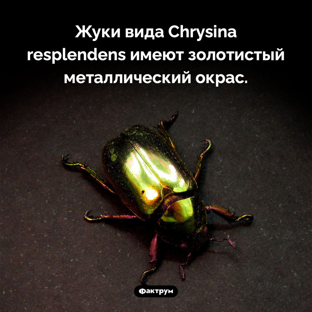 Зеркальные жуки. Жуки вида Chrysina resplendens имеют золотистый металлический окрас.