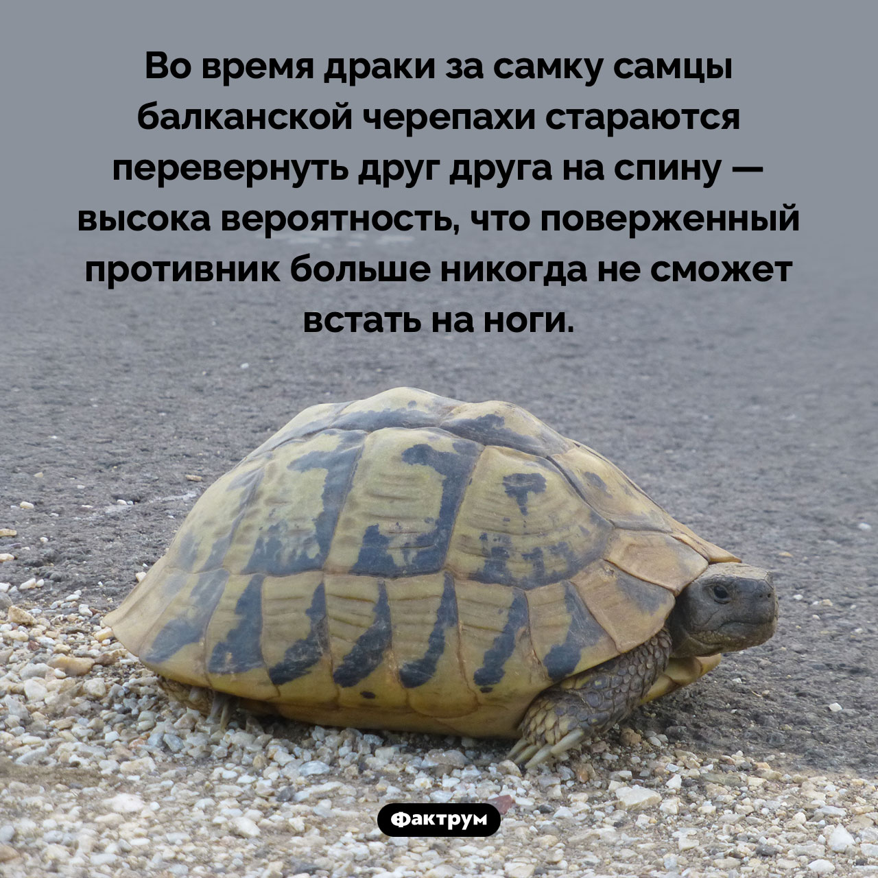 Жестокий прием в черепашьем бою