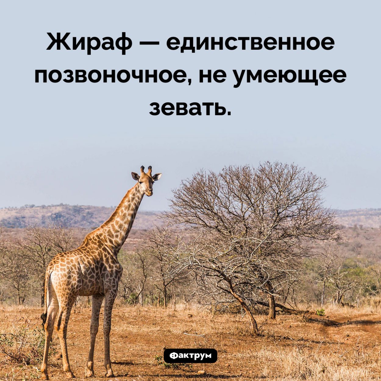 Жираф не умеет зевать. Жираф — единственное позвоночное, не умеющее зевать.