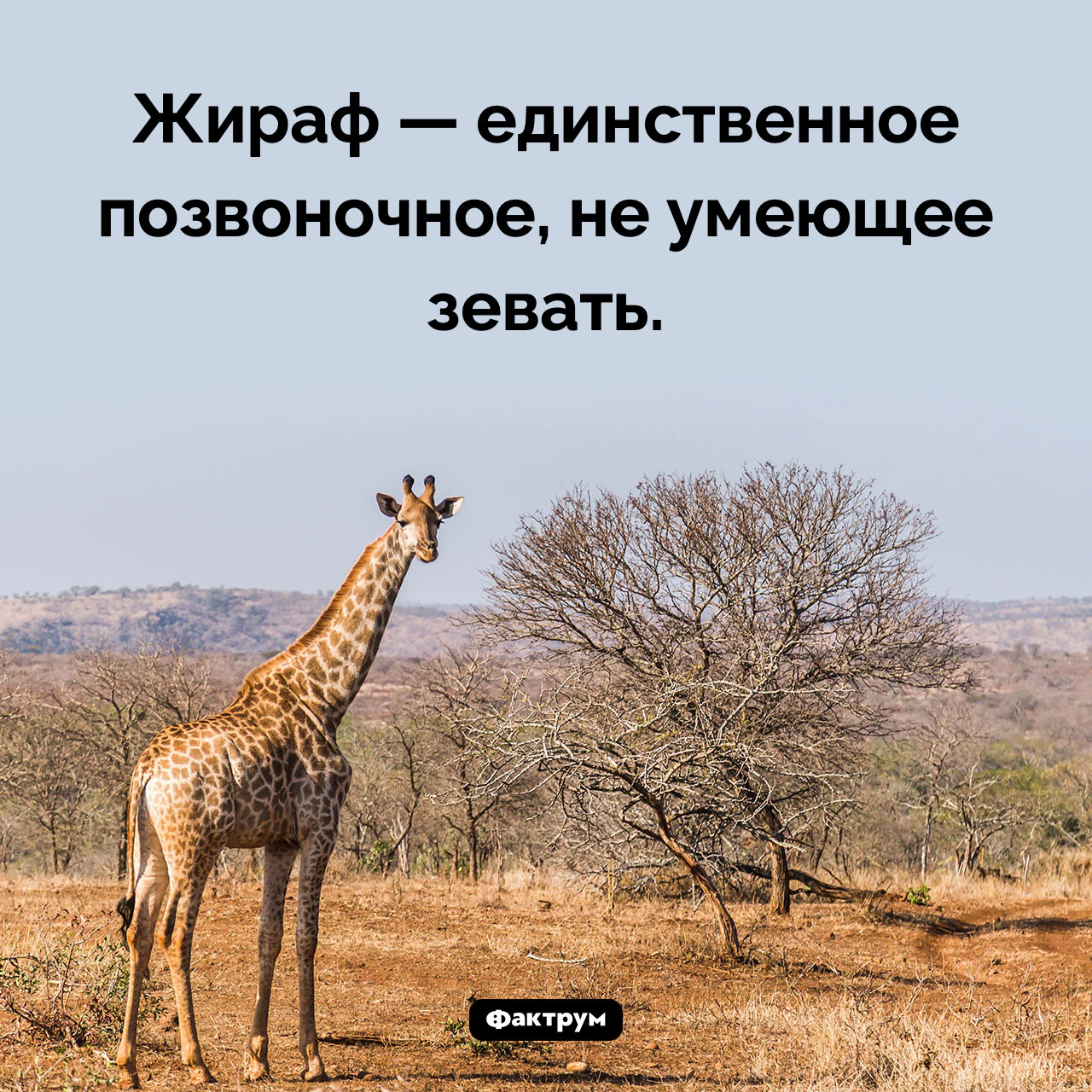 Жираф не умеет зевать
