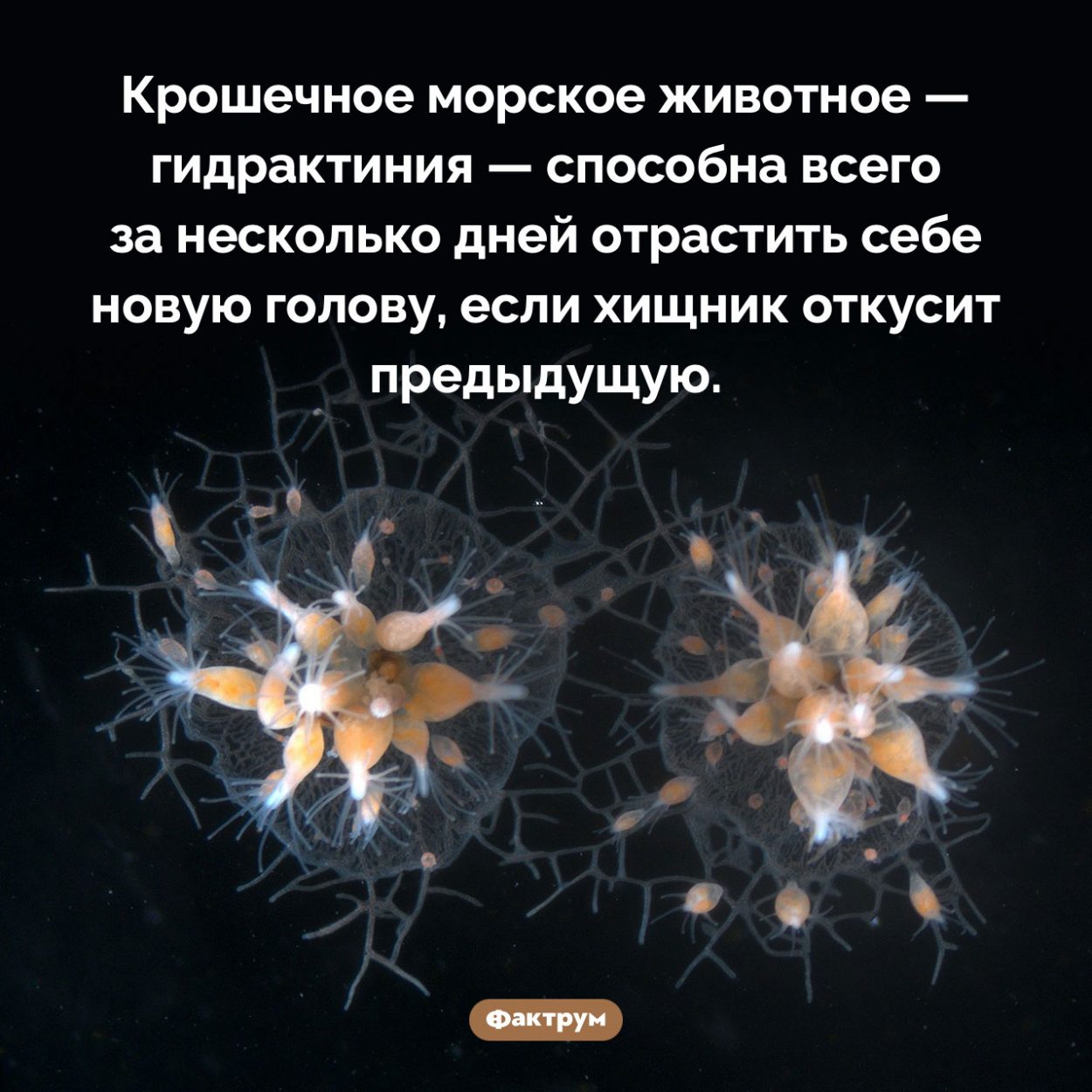 Животное, способное отрастить новую голову. Крошечное морское животное — гидрактиния — способна всего за несколько дней отрастить себе новую голову, если хищник откусит предыдущую.