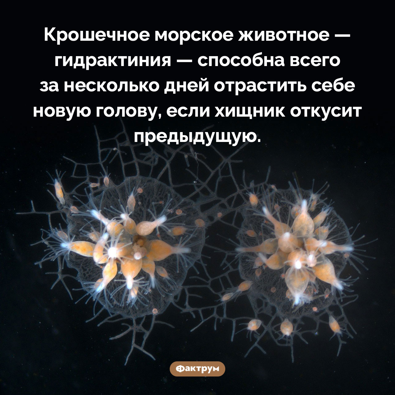 Животное, способное отрастить новую голову