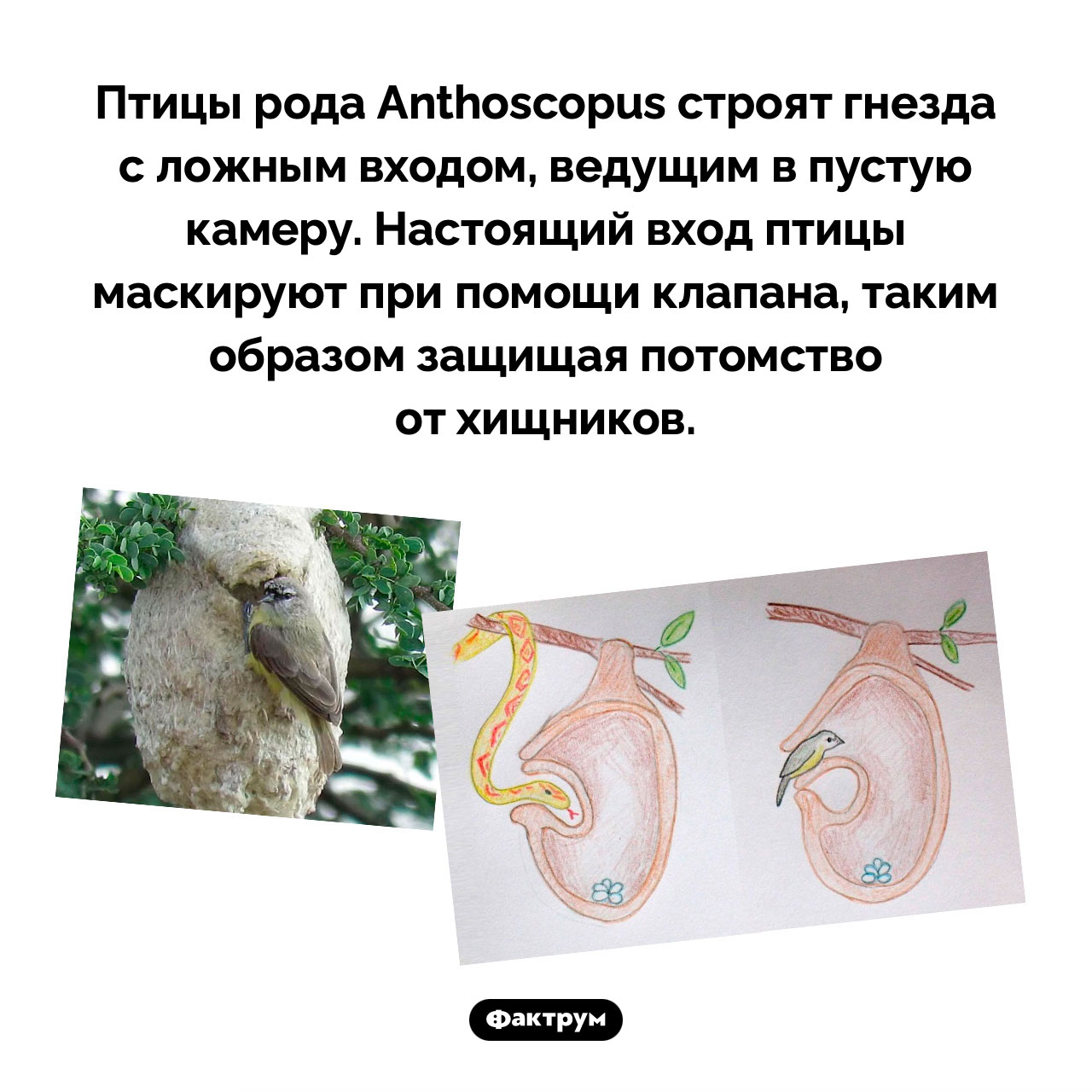 Гнезда с ложным входом