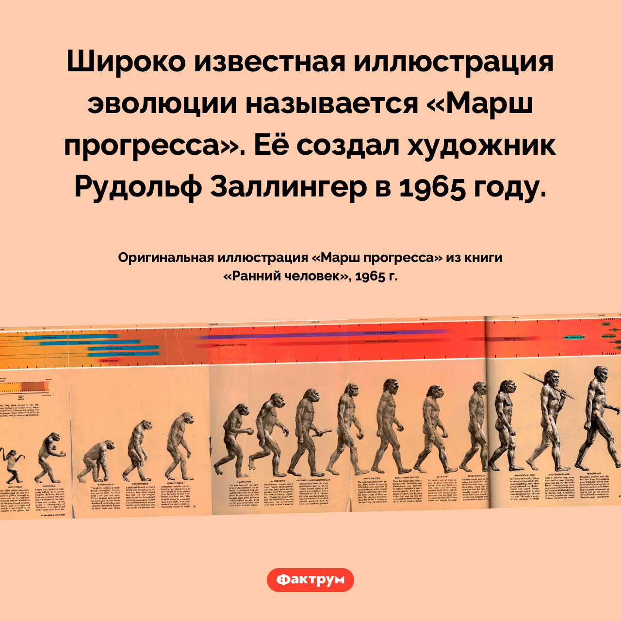 Как называется иллюстрация эволюции