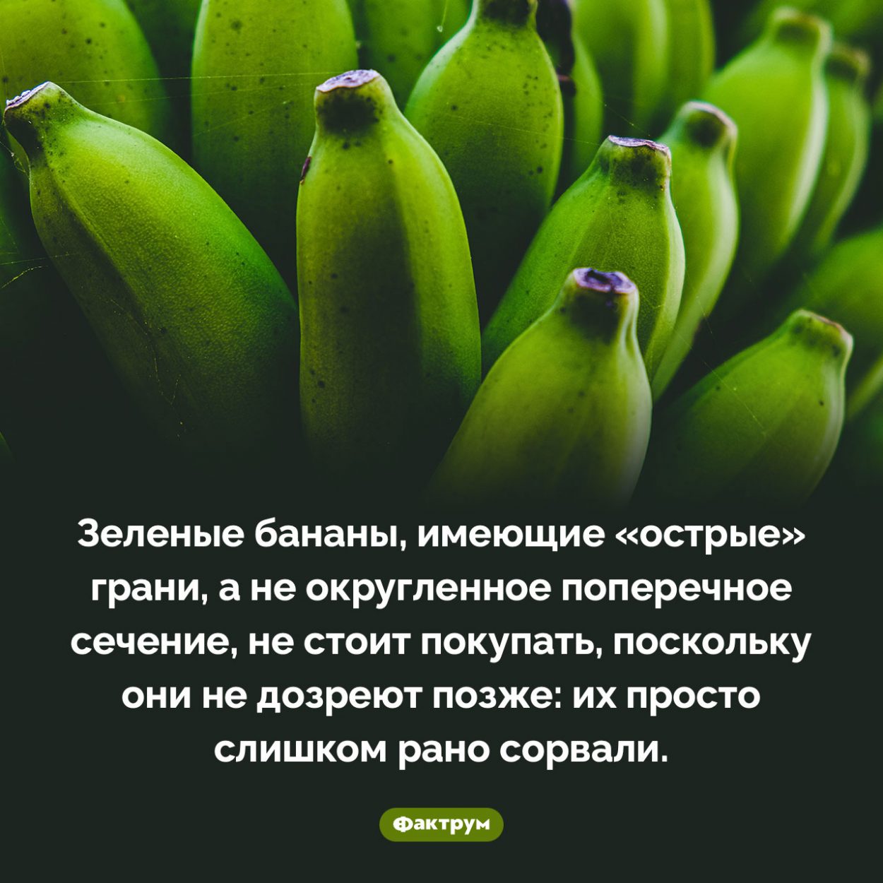 Какие бананы не стоит покупать. Зеленые бананы, имеющие «острые» грани, а не округленное поперечное сечение, не стоит покупать, поскольку они не дозреют позже: их просто слишком рано сорвали.
