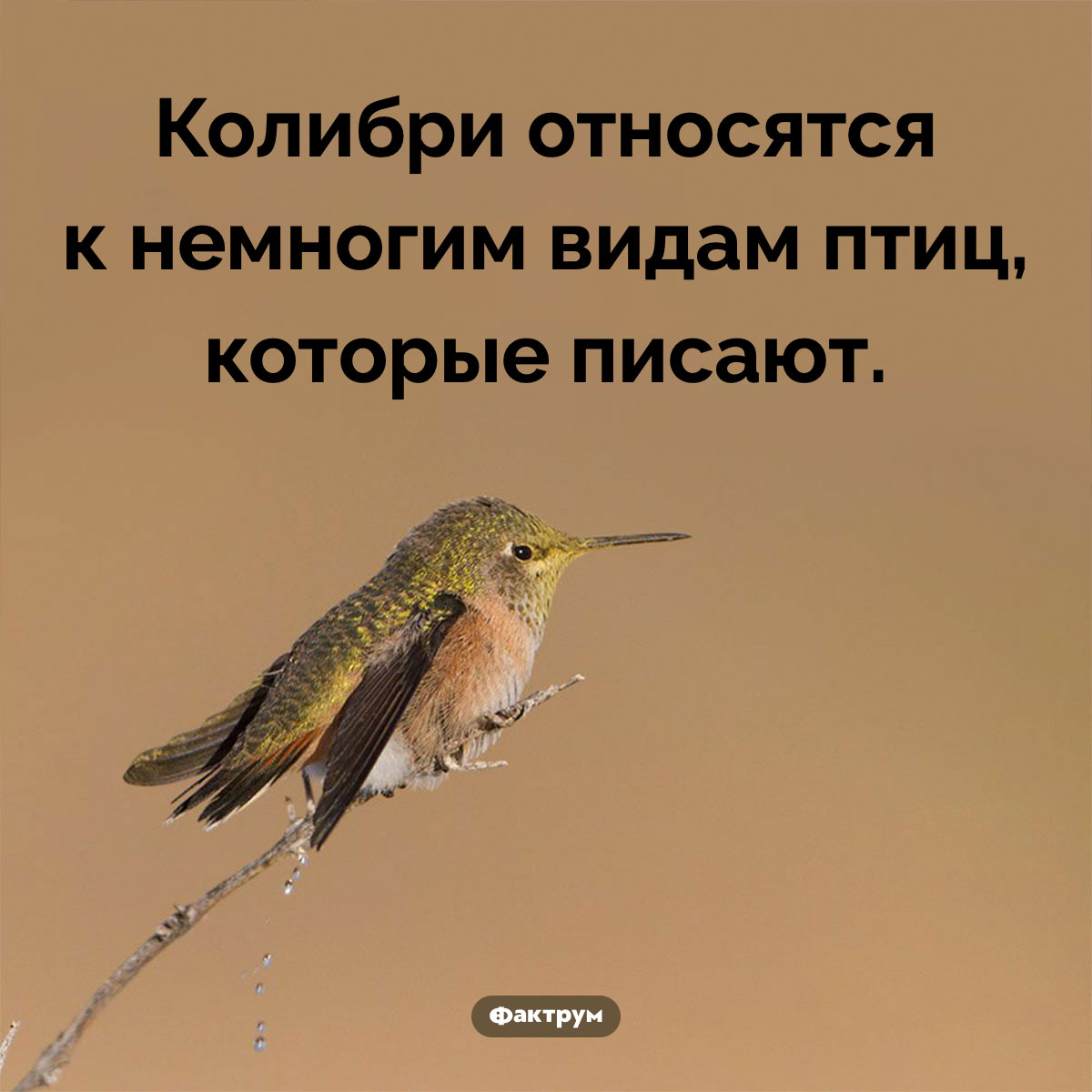 Колибри способны к мочеиспусканию. Колибри относятся к немногим видам птиц, которые писают.