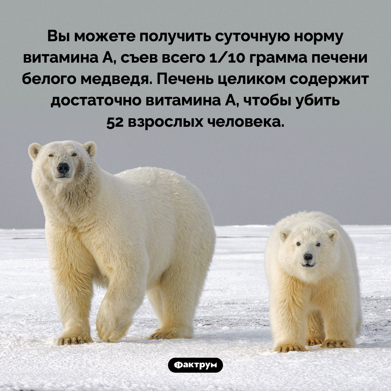 Печень белого медведя
