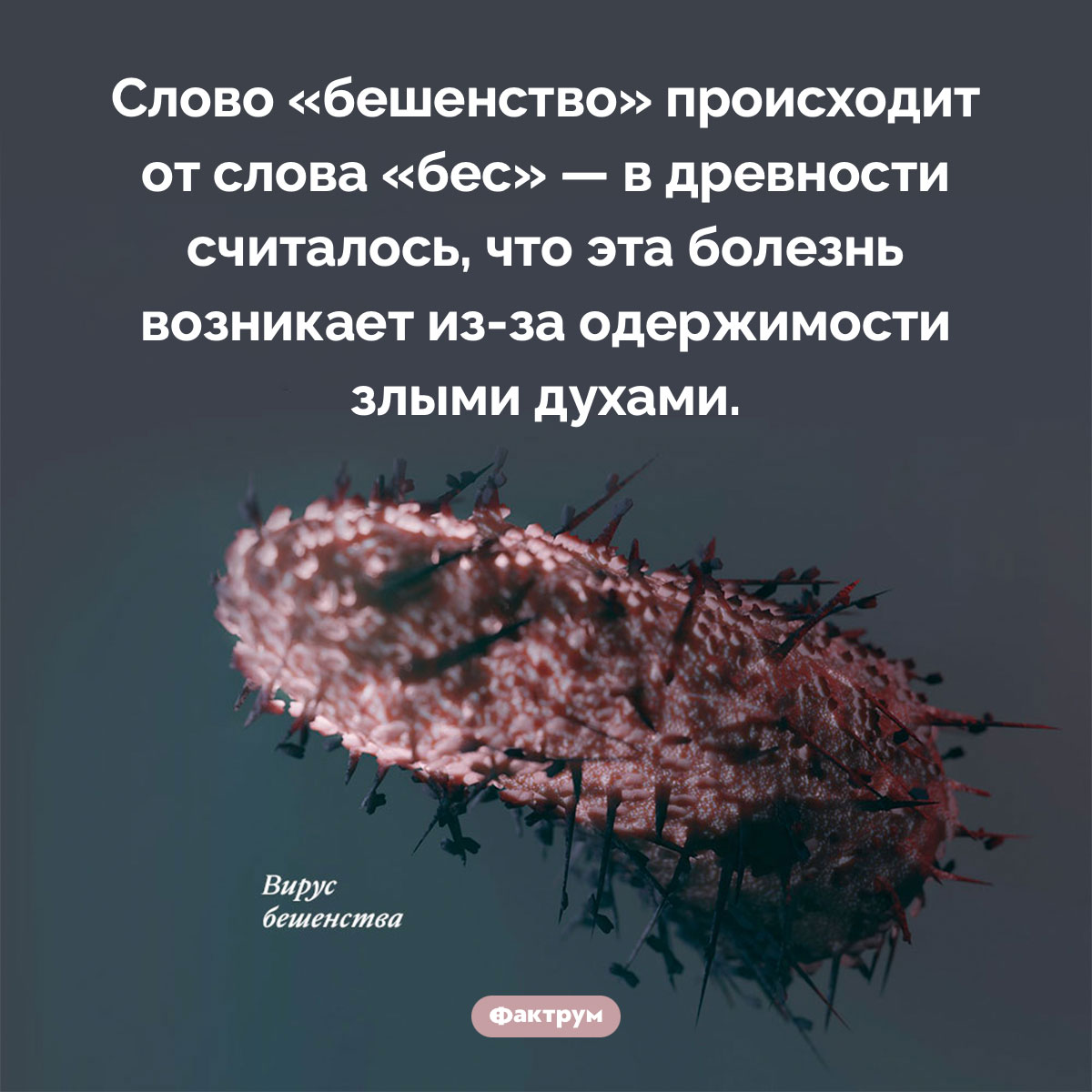 Происхождение слова «бешенство». Слово «бешенство» происходит от слова «бес» — в древности считалось, что эта болезнь возникает из-за одержимости злыми духами.