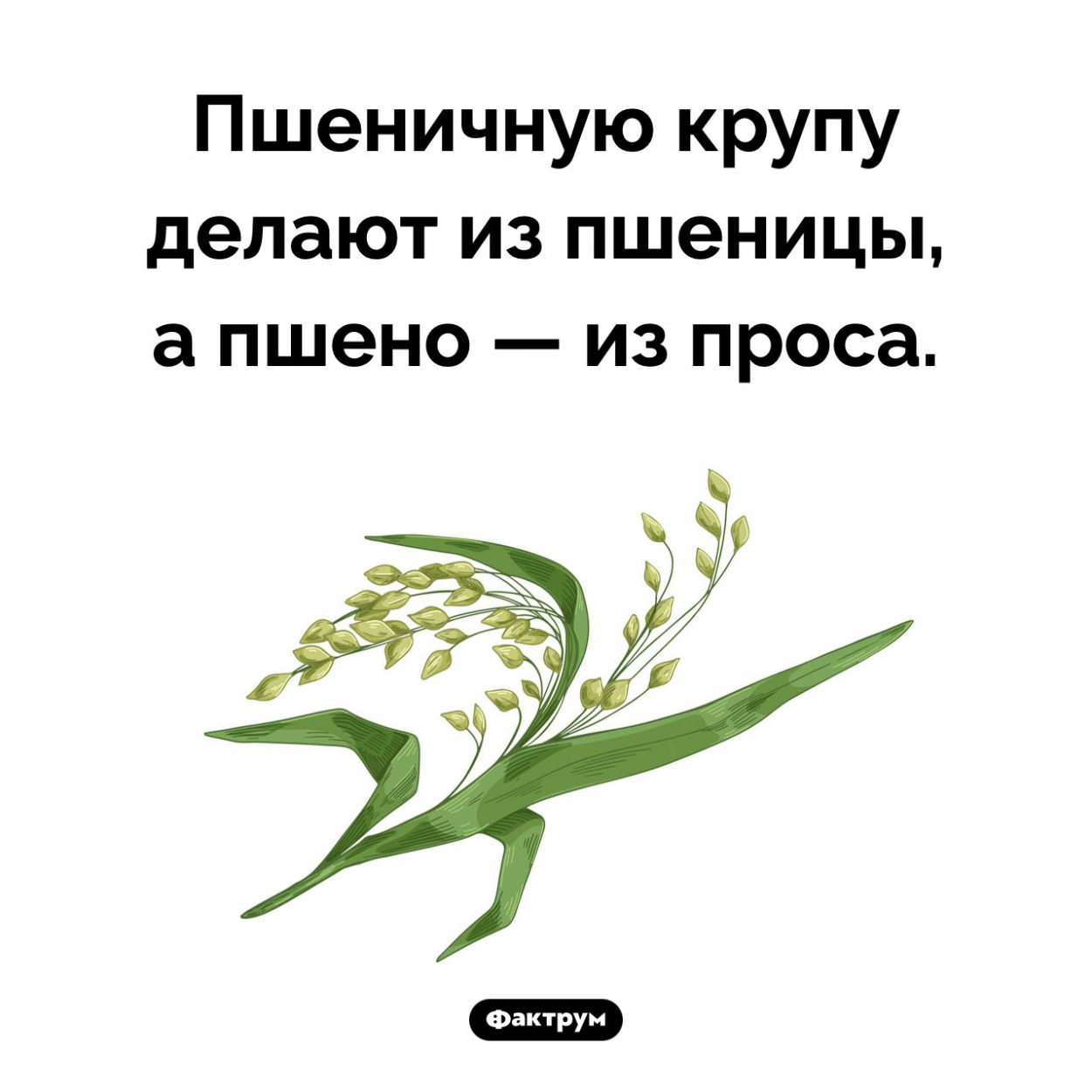 Пшено — не из пшеницы. Пшеничную крупу делают из пшеницы, а пшено — из проса.