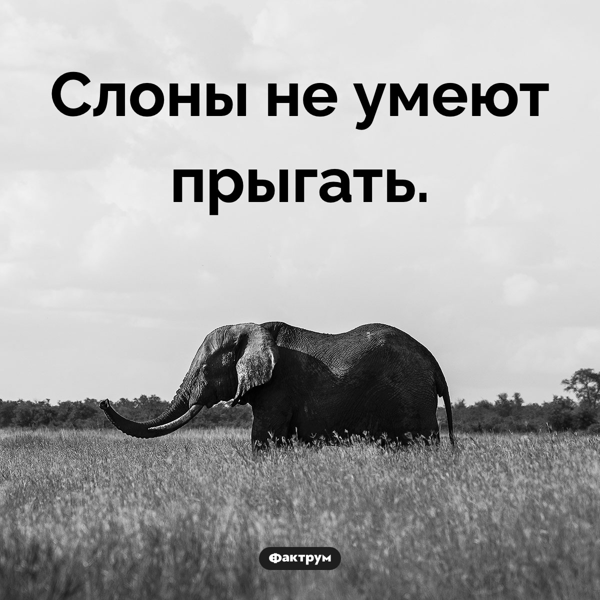 Умеют ли слоны прыгать. Слоны не умеют прыгать.