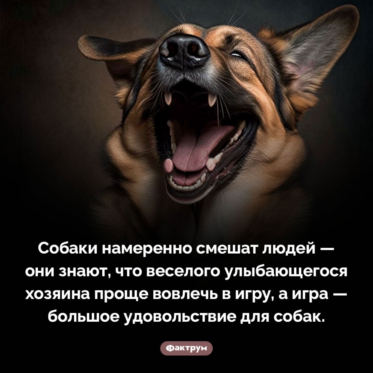 Ваша собака намеренно смешит вас. Собаки намеренно смешат людей — они знают, что веселого улыбающегося хозяина проще вовлечь в игру, а игра — большое удовольствие для собак.