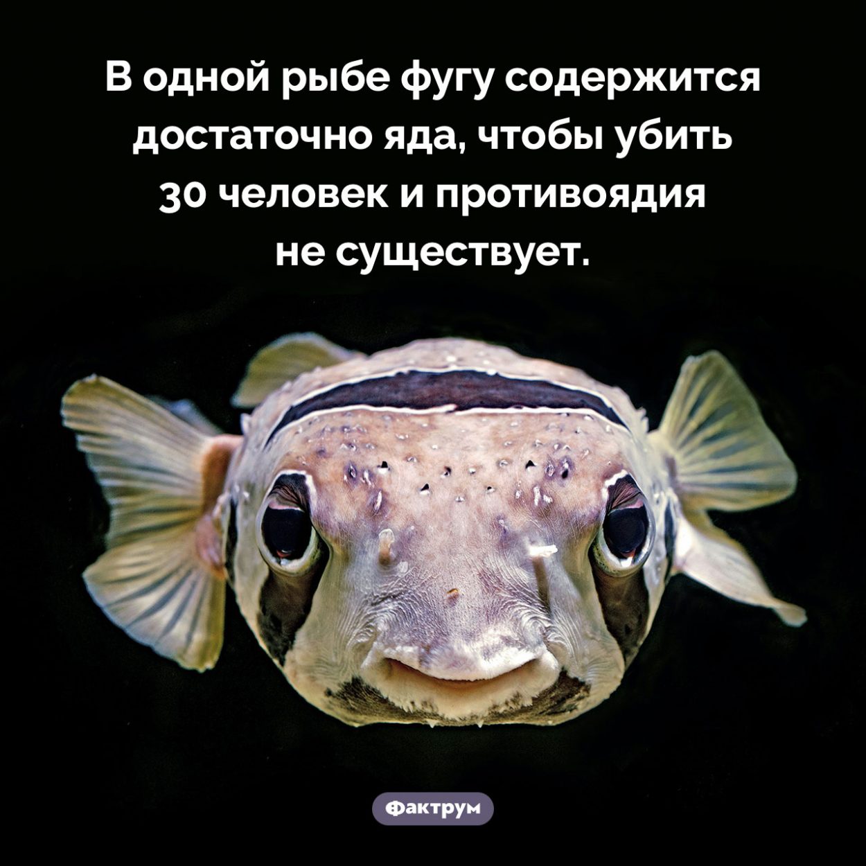Яд рыбы фугу. В одной рыбе фугу содержится достаточно яда, чтобы убить 30 человек и противоядия не существует.