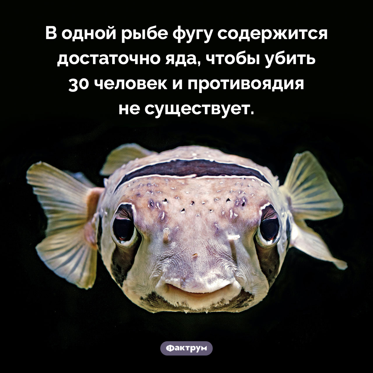 Яд рыбы фугу