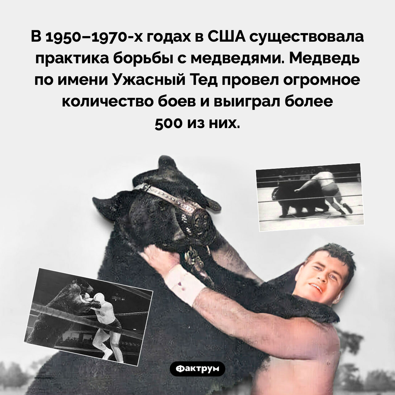 Борьба с медведями