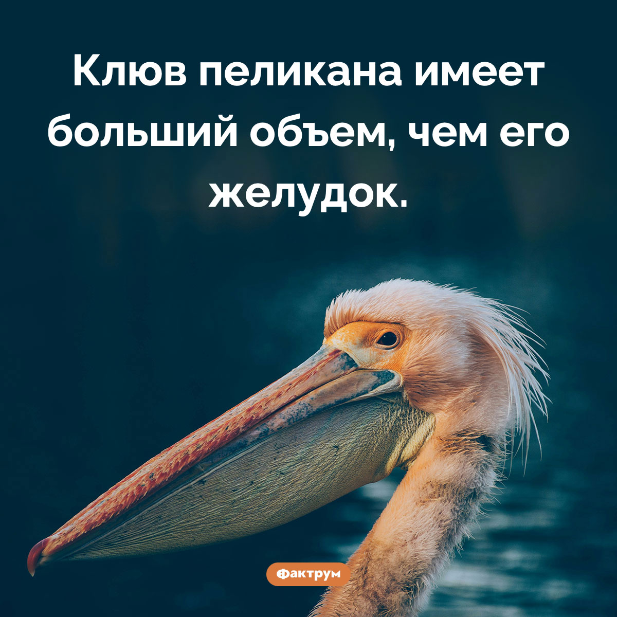 Что больше — клюв пеликана или его желудок. Клюв пеликана имеет больший объем, чем его желудок.