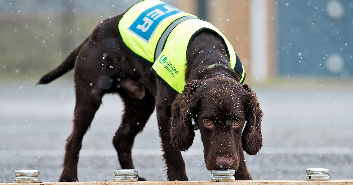 Собака-помощник сантехника