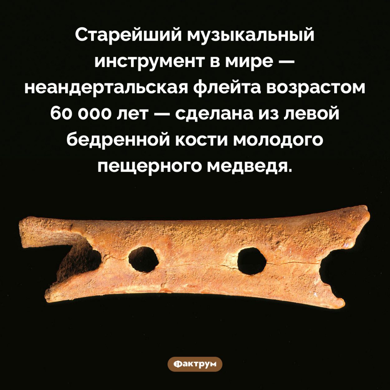 Древняя флейта из медвежьей кости. Старейший музыкальный инструмент в мире — неандертальская флейта возрастом 60 000 лет — сделана из левой бедренной кости молодого пещерного медведя.