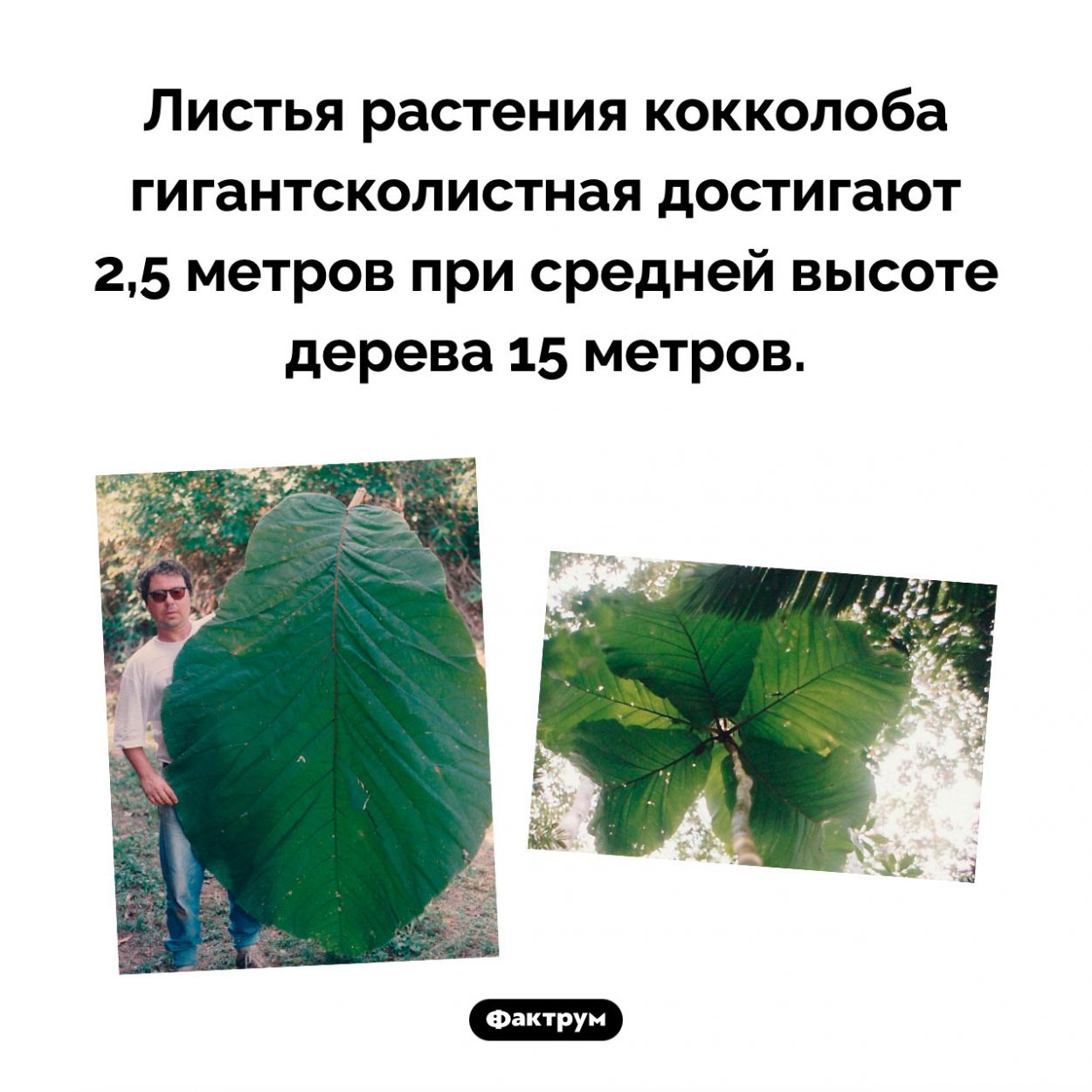 Гигантские листья. Листья растения кокколоба гигантсколистная достигают 2,5 метров при средней высоте дерева 15 метров.