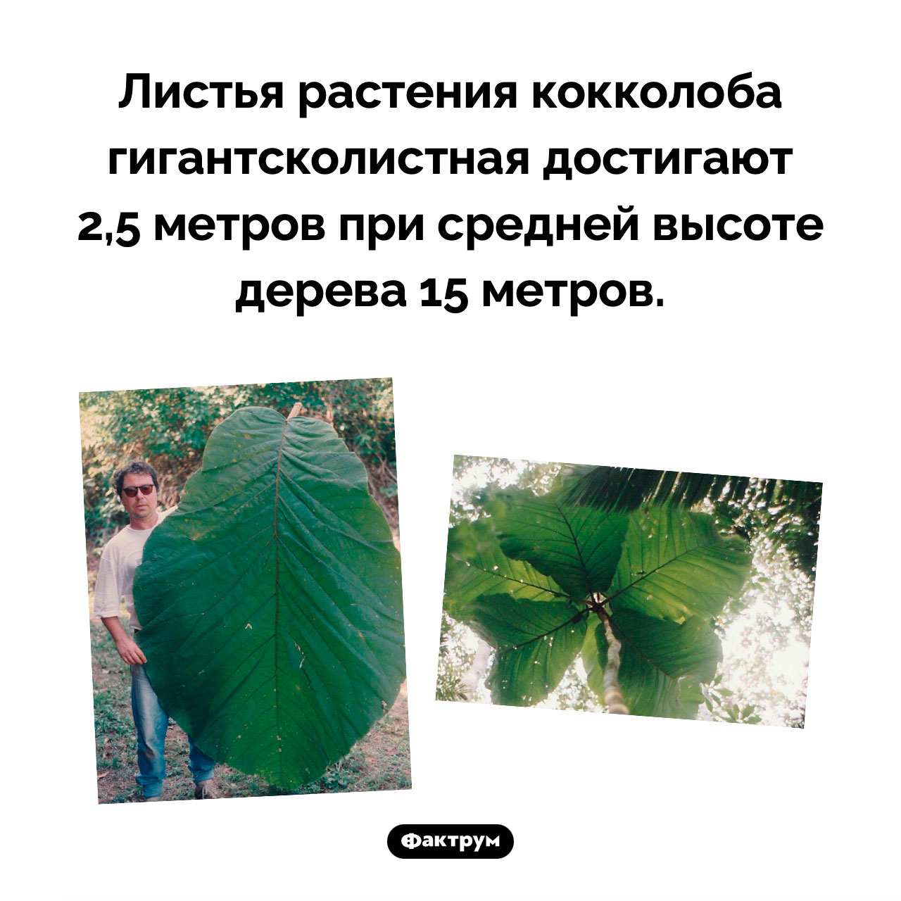Гигантские листья