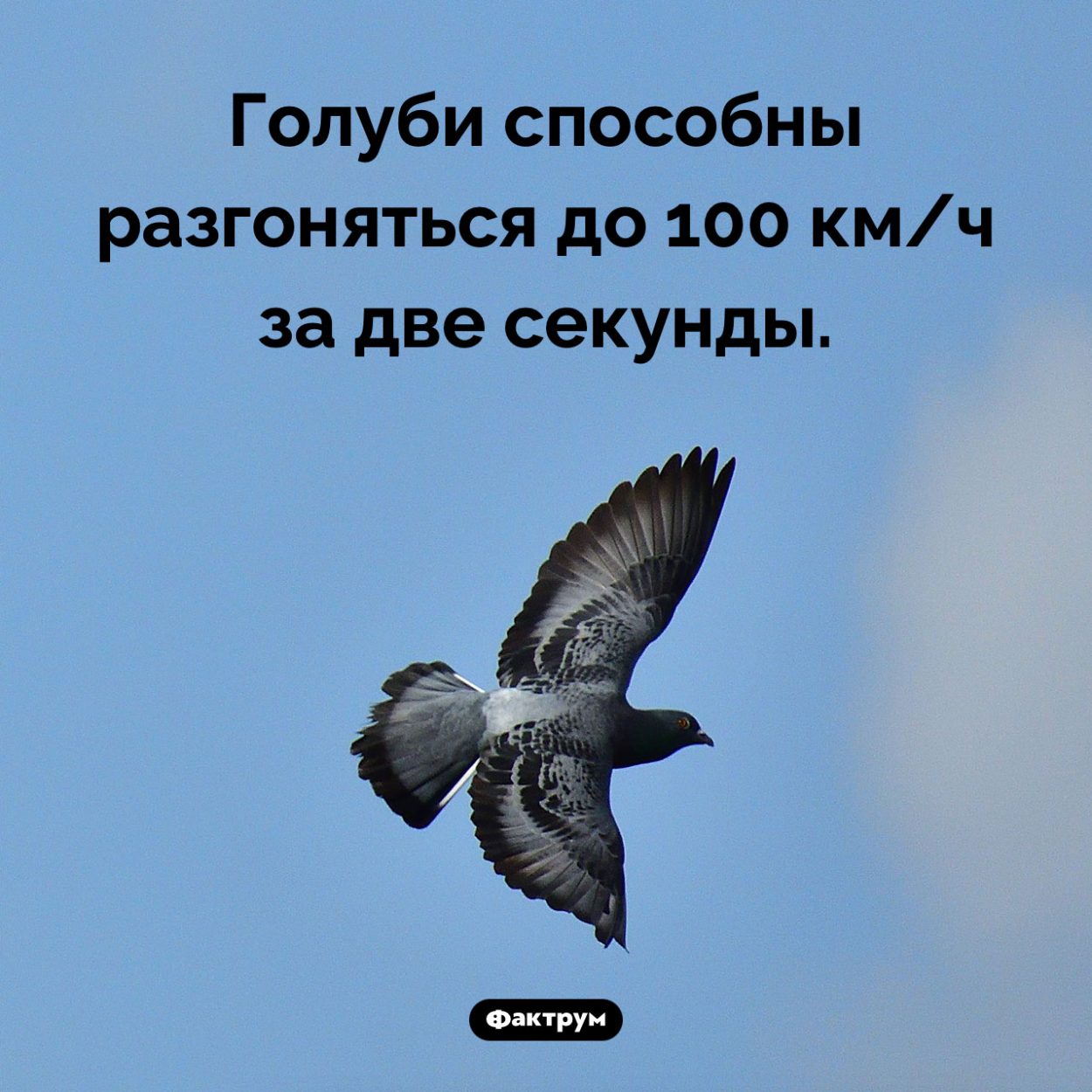 Голуби могут летать очень быстро. Голуби способны разгоняться до 100 км/ч за две секунды.