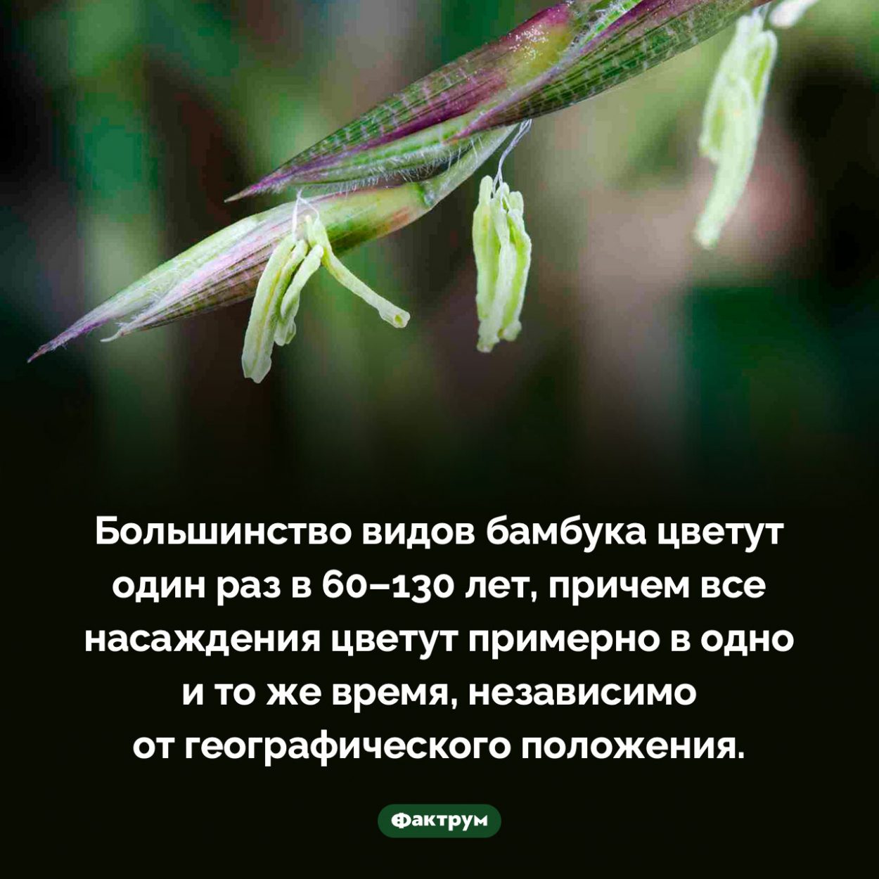 Когда цветёт бамбук. Большинство видов бамбука цветут один раз в 60–130 лет, причем все насаждения цветут примерно в одно и то же время, независимо от географического положения.