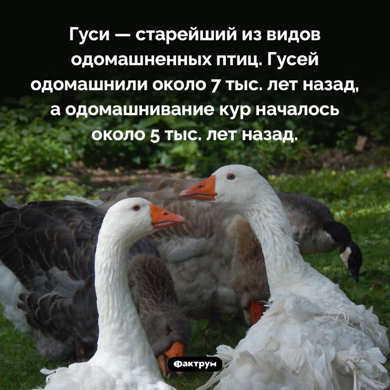 Кого из птиц одомашнили первыми. Гуси — старейший из видов одомашненных птиц. Гусей одомашнили около 7 тыс. лет назад, а одомашнивание кур началось около 5 тыс. лет назад.