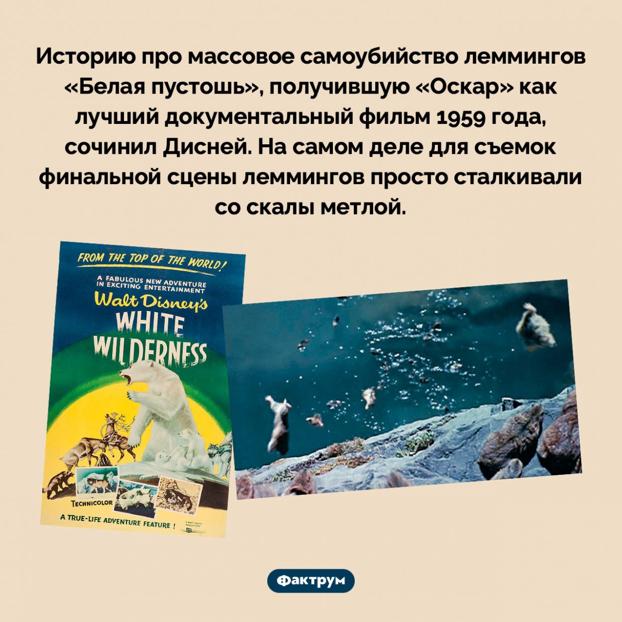 Лемминги не прыгали со скалы в «Белой пустоши». Историю про массовое самоубийство леммингов «Белая пустошь», получившую «Оскар» как лучший документальный фильм 1959 года, сочинил Дисней. На самом деле для съемок финальной сцены леммингов просто сталкивали со скалы метлой.