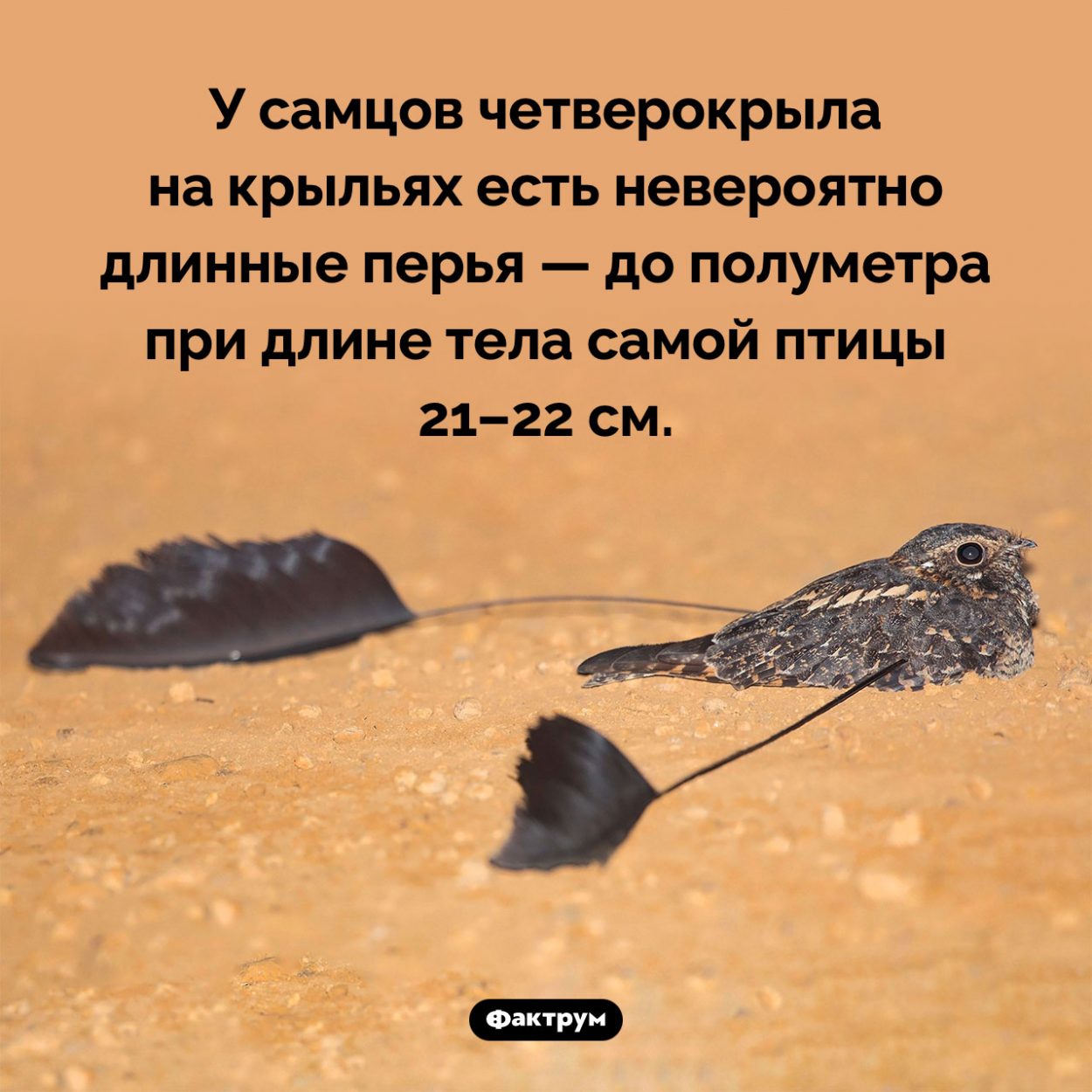 Маленькая птичка с двумя огромными перьями. У самцов четверокрыла на крыльях есть невероятно длинные перья — до полуметра при длине тела самой птицы 21–22 см.