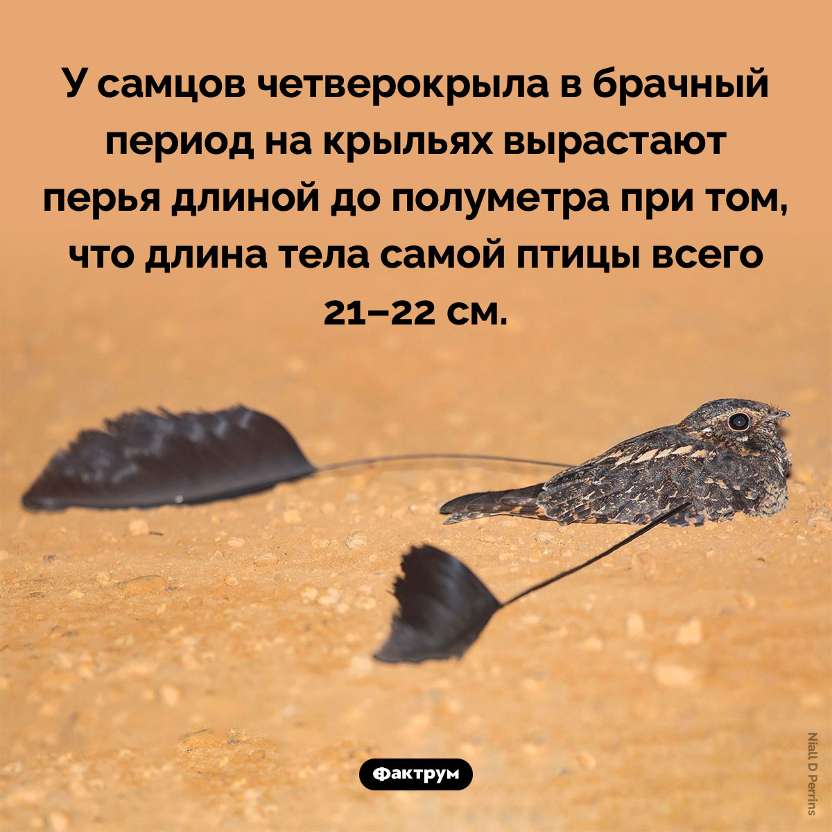 Маленькая птичка с двумя огромными перьями