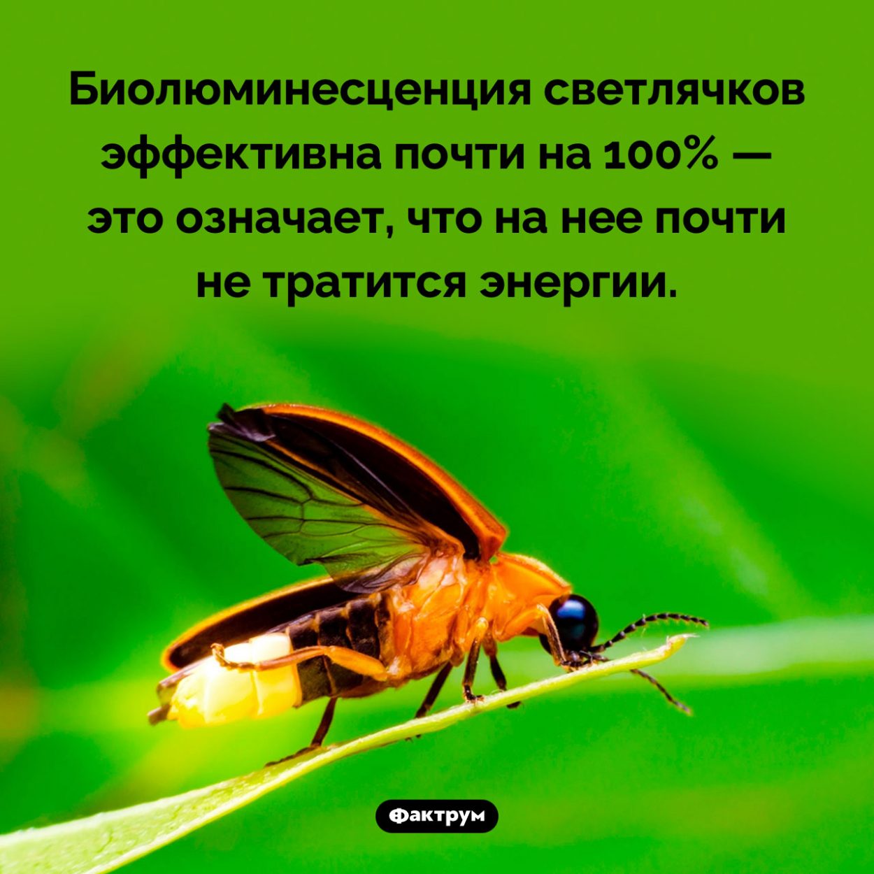 Особенность свечения светлячков. Биолюминесценция светлячков эффективна почти на 100% — это означает, что на нее почти не тратится энергии.