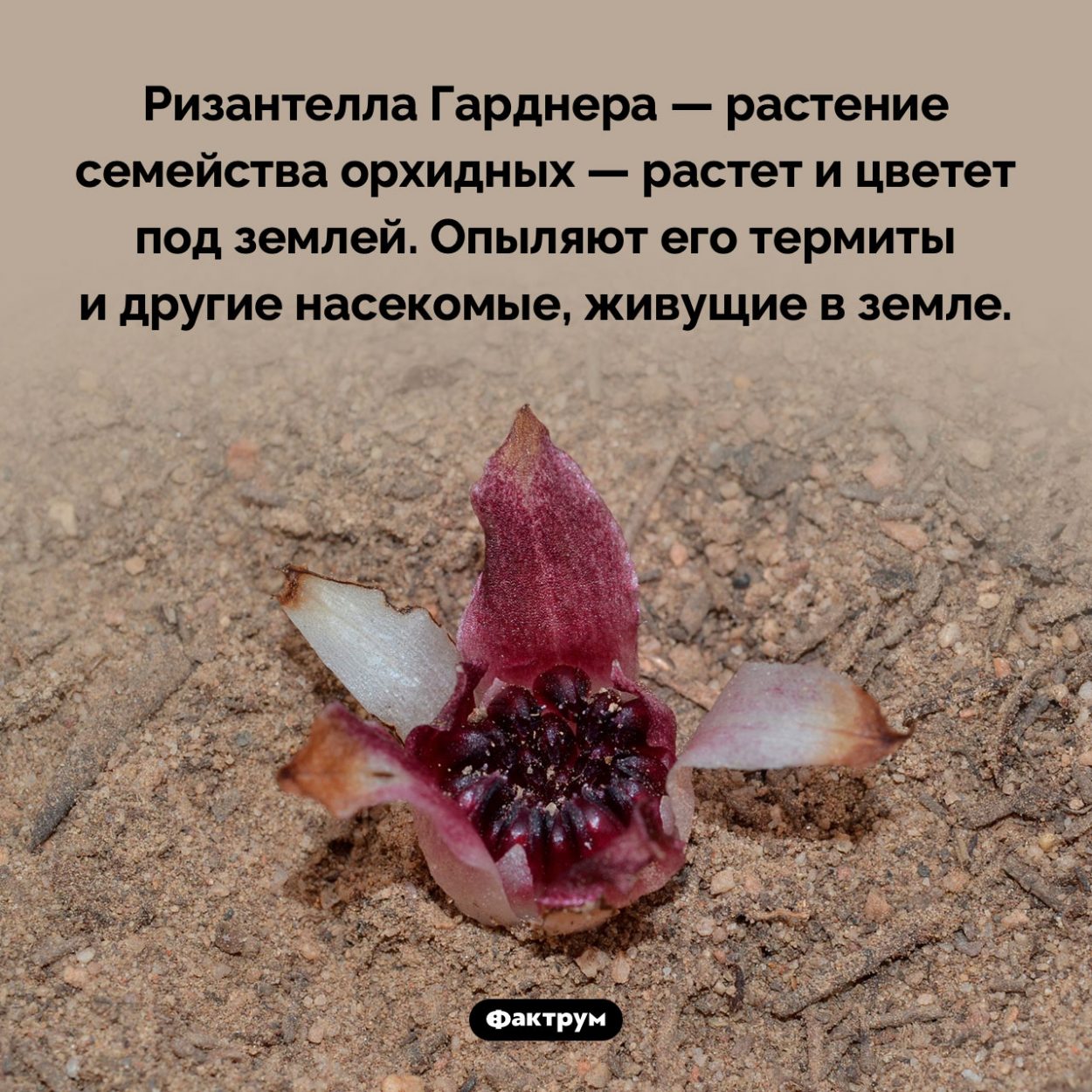 Подземный цветок. Ризантелла Гарднера — растение семейства орхидных — растет и цветет под землей. Опыляют его термиты и другие насекомые, живущие в земле.