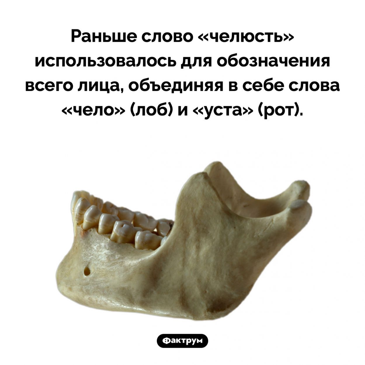 Происхождение слова «челюсть». Раньше слово «челюсть» использовалось для обозначения всего лица, объединяя в себе слова «чело» (лоб) и «уста» (рот).