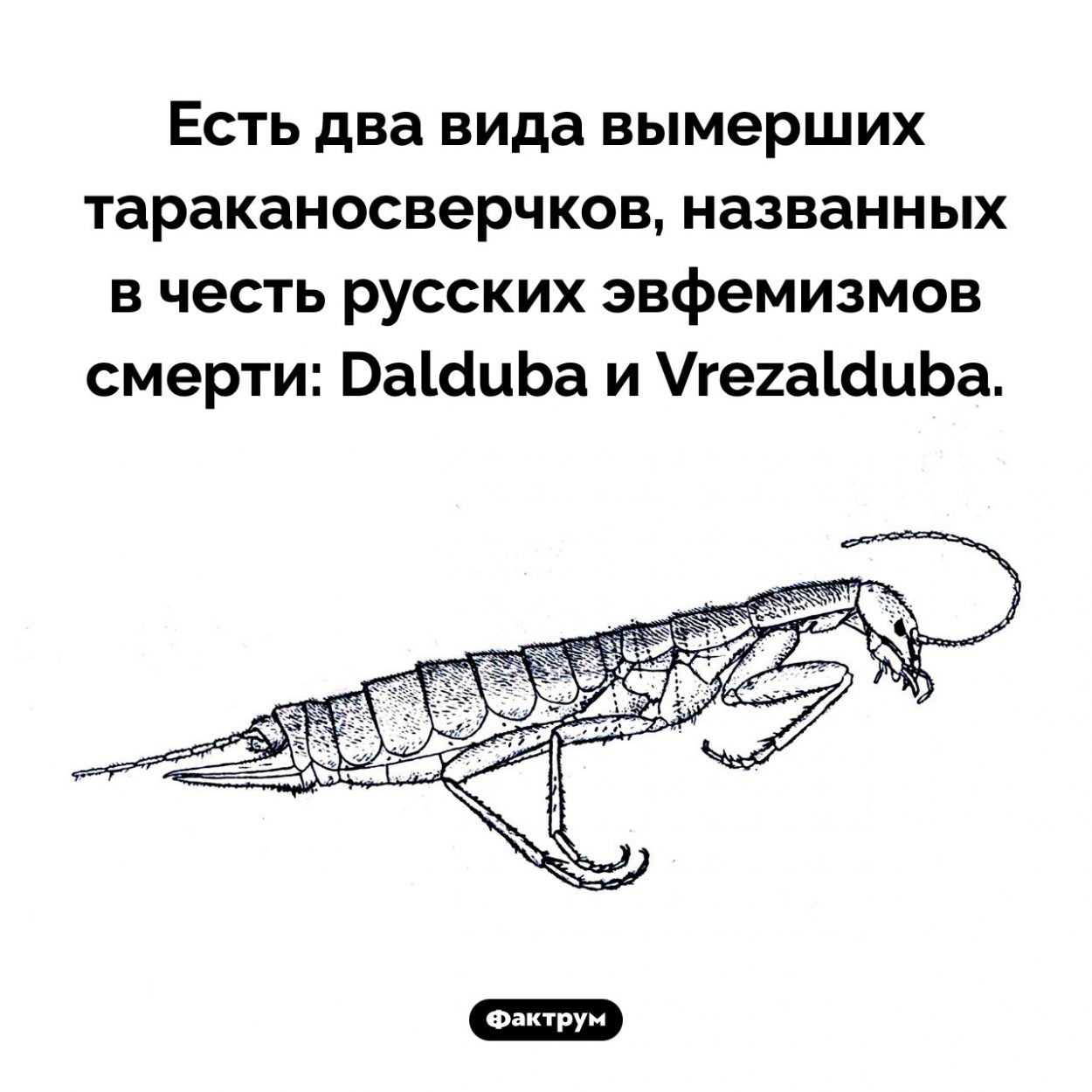 Сверчок дал дуба. Есть два вида вымерших тараканосверчков, названных в честь русских эвфемизмов смерти: Dalduba и Vrezalduba.