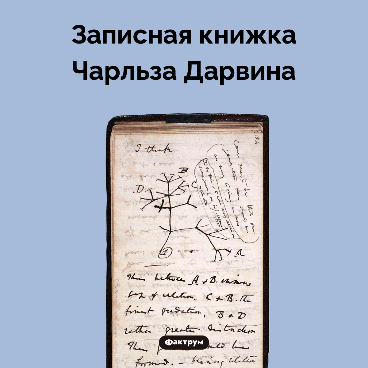 Записная книжка Дарвина. Записная книжка Чарльза Дарвина