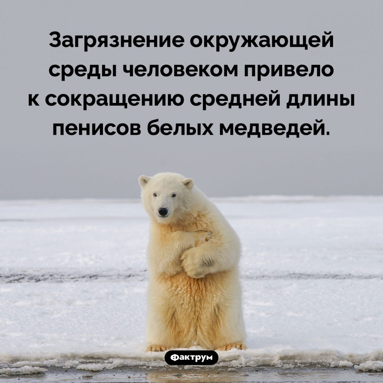 Экология и пенисы полярных медведей. Загрязнение окружающей среды человеком привело к сокращению средней длины пенисов белых медведей.