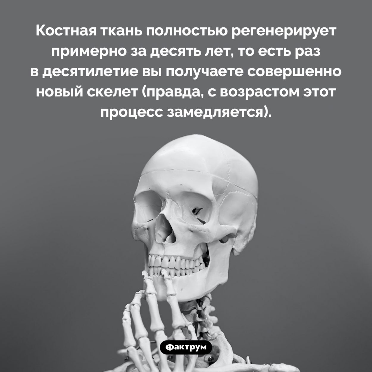 Как часто у вас появляется новый скелет. Костная ткань полностью регенерирует примерно за десять лет, то есть раз в десятилетие вы получаете совершенно новый скелет (правда, с возрастом этот процесс замедляется).