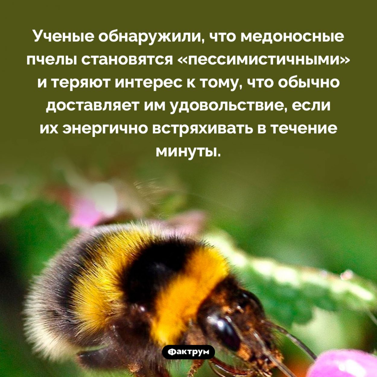 Как заставить пчелу впасть в пессимизм. Ученые обнаружили, что медоносные пчелы становятся «пессимистичными» и теряют интерес к тому, что обычно доставляет им удовольствие, если их энергично встряхивать в течение минуты.