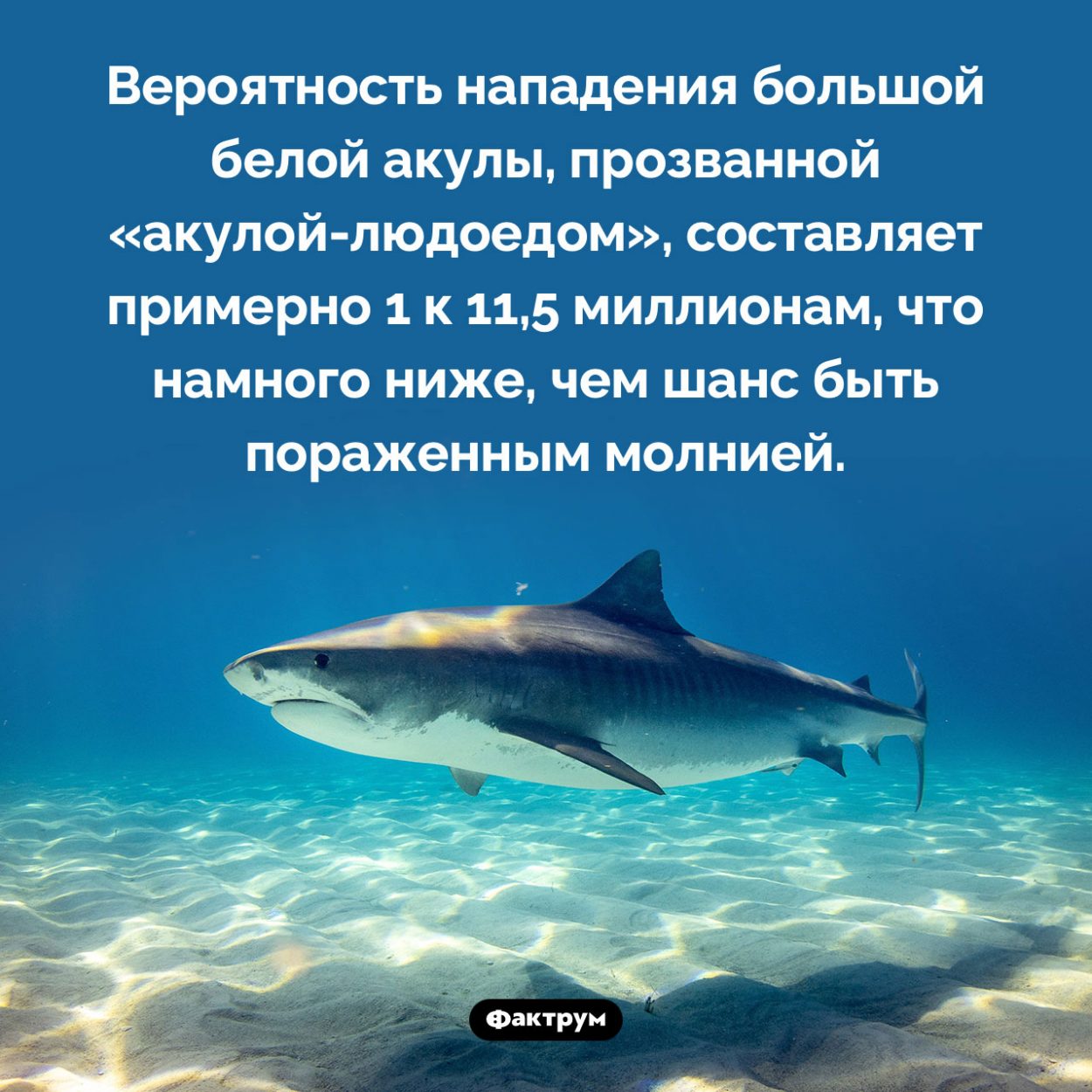 Каковы шансы, что на вас нападет акула. Вероятность нападения большой белой акулы, прозванной «акулой-людоедом», составляет примерно 1 к 11,5 миллионам, что намного ниже, чем шанс быть пораженным молнией.