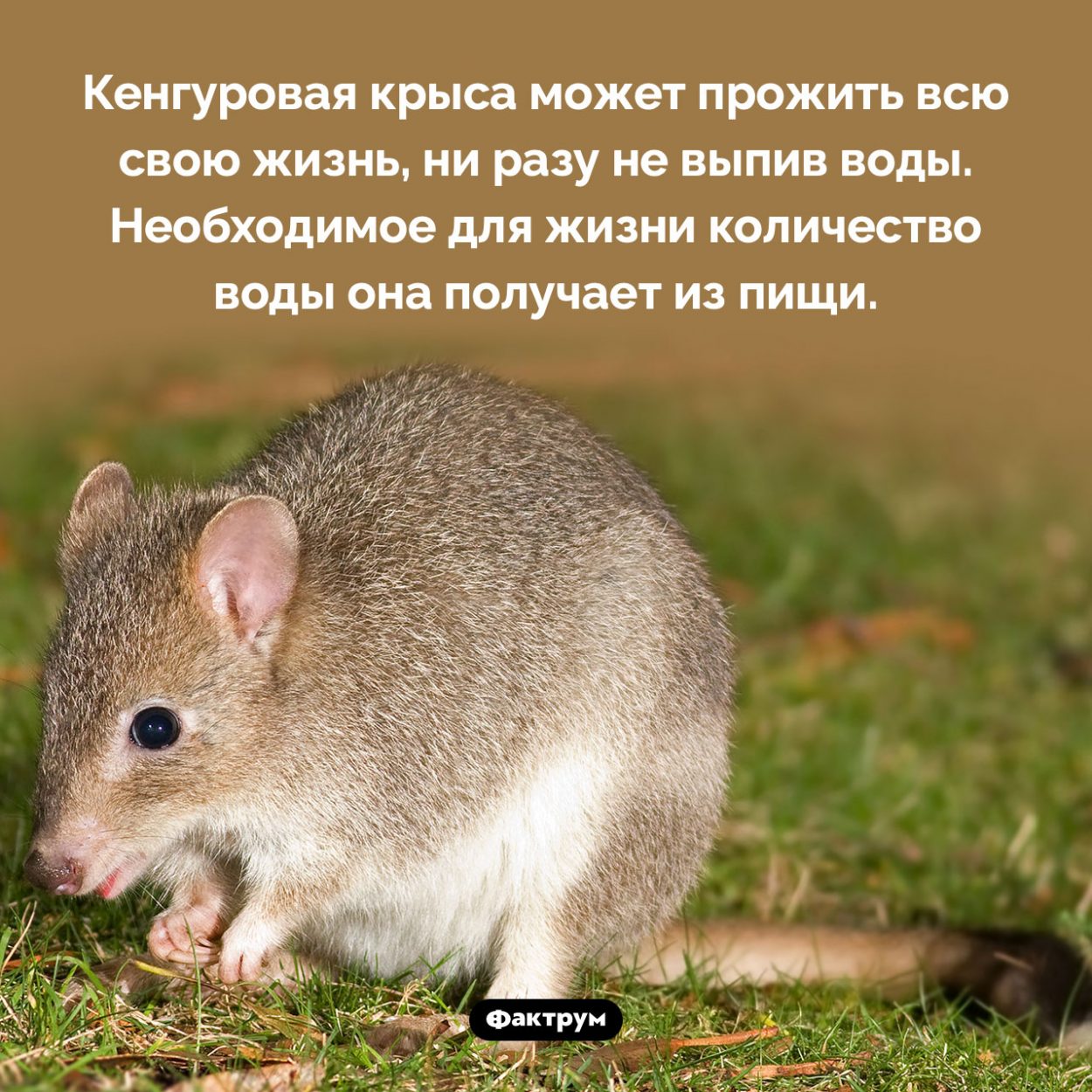 Кенгуровая крыса почти не пьёт. Кенгуровая крыса может прожить всю свою жизнь, ни разу не выпив воды. Необходимое для жизни количество воды она получает из пищи.