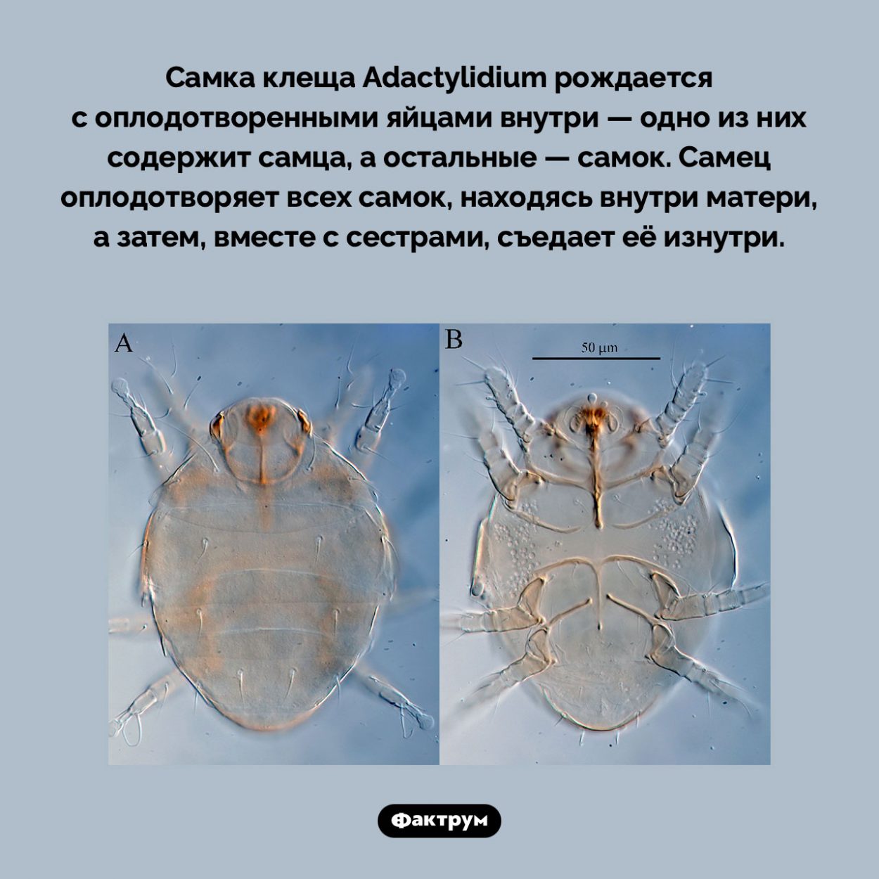 Невероятная история появления на свет клещей вида Adactylidium. Самка клеща Adactylidium рождается с оплодотворенными яйцами внутри — одно из них содержит самца, а остальные — самок. Самец оплодотворяет всех самок, находясь внутри матери, а затем, вместе с сестрами, съедает её изнутри.