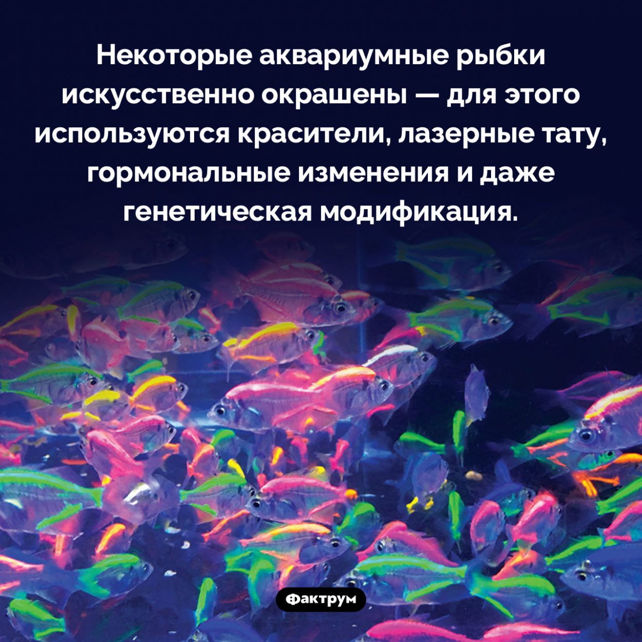 Почему аквариумные рыбки такие разноцветные. Некоторые аквариумные рыбки искусственно окрашены — для этого используются красители, лазерные тату, гормональные изменения и даже генетическая модификация.