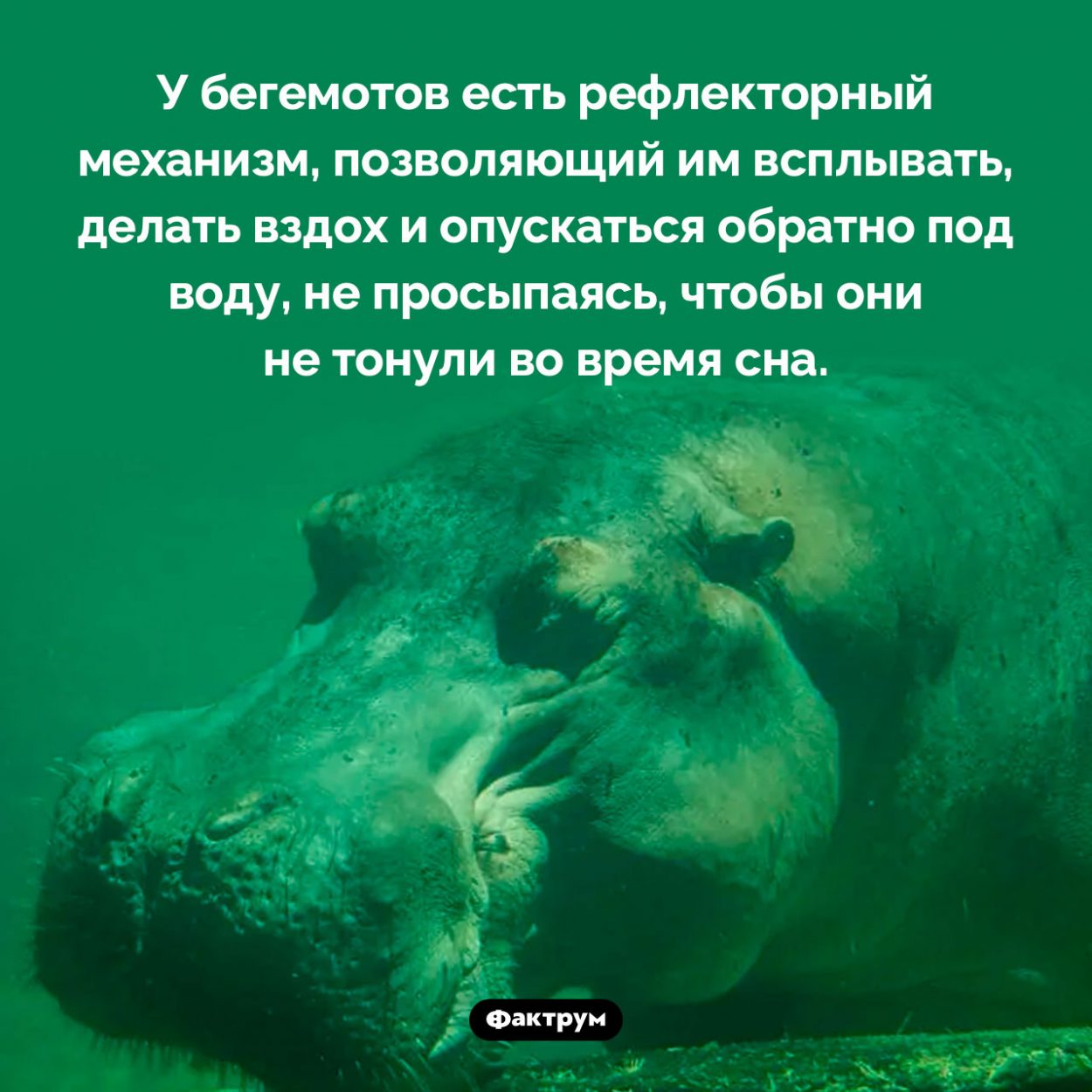 Почему бегемоты могут спать под водой. У бегемотов есть рефлекторный механизм, позволяющий им всплывать, делать вздох и опускаться обратно под воду, не просыпаясь, чтобы они не тонули во время сна.