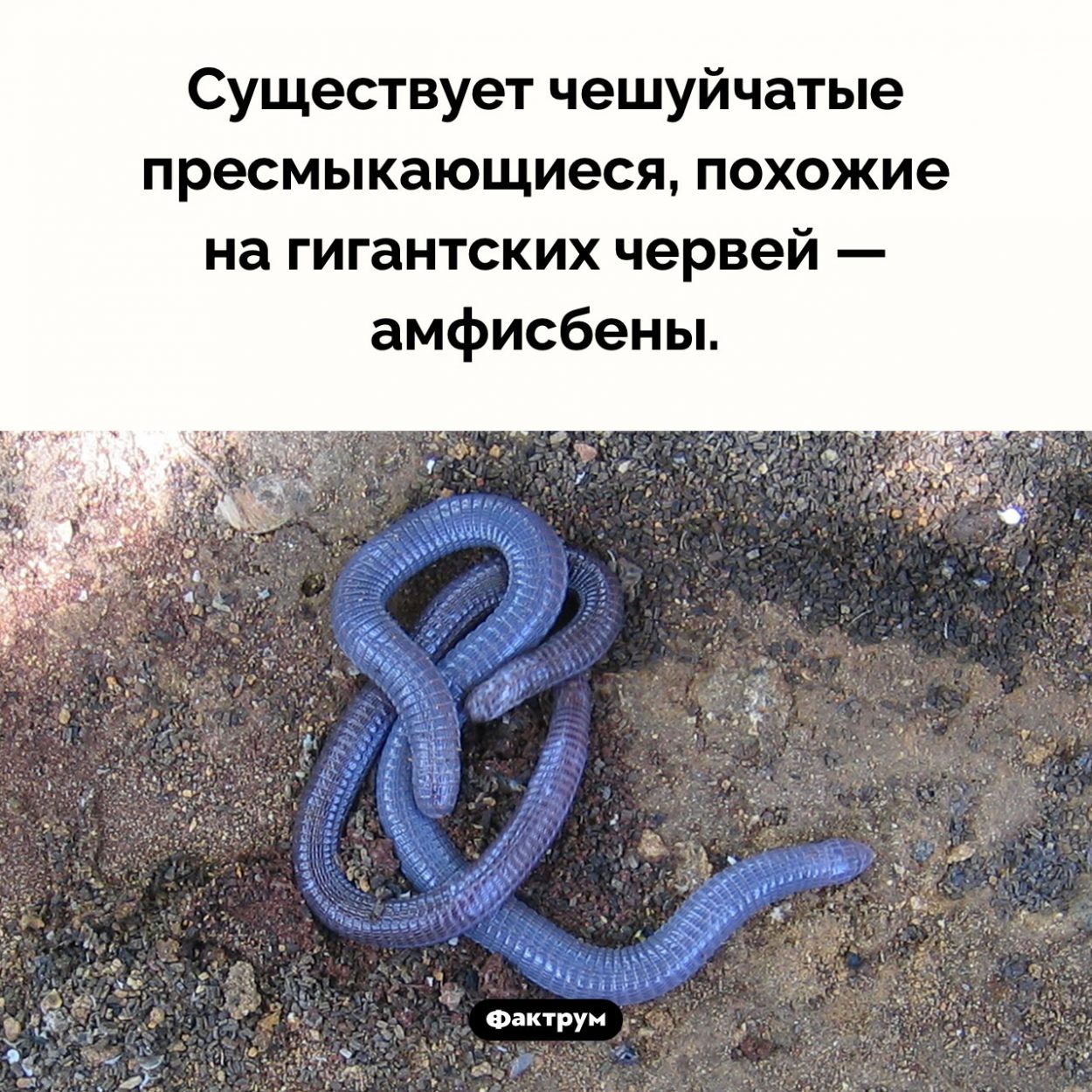 Пресмыкающиеся-черви. Существует чешуйчатые пресмыкающиеся, похожие на гигантских червей — амфисбены.