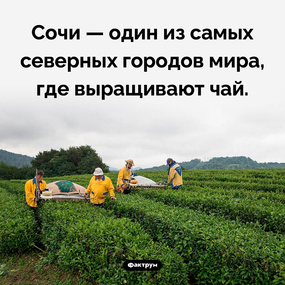 Северный чай Сочи. Сочи — один из самых северных городов мира, где выращивают чай.