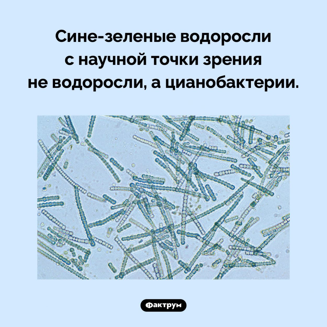 Сине-зеленые водоросли — не водоросли. Сине-зеленые водоросли с научной точки зрения не водоросли, а цианобактерии.